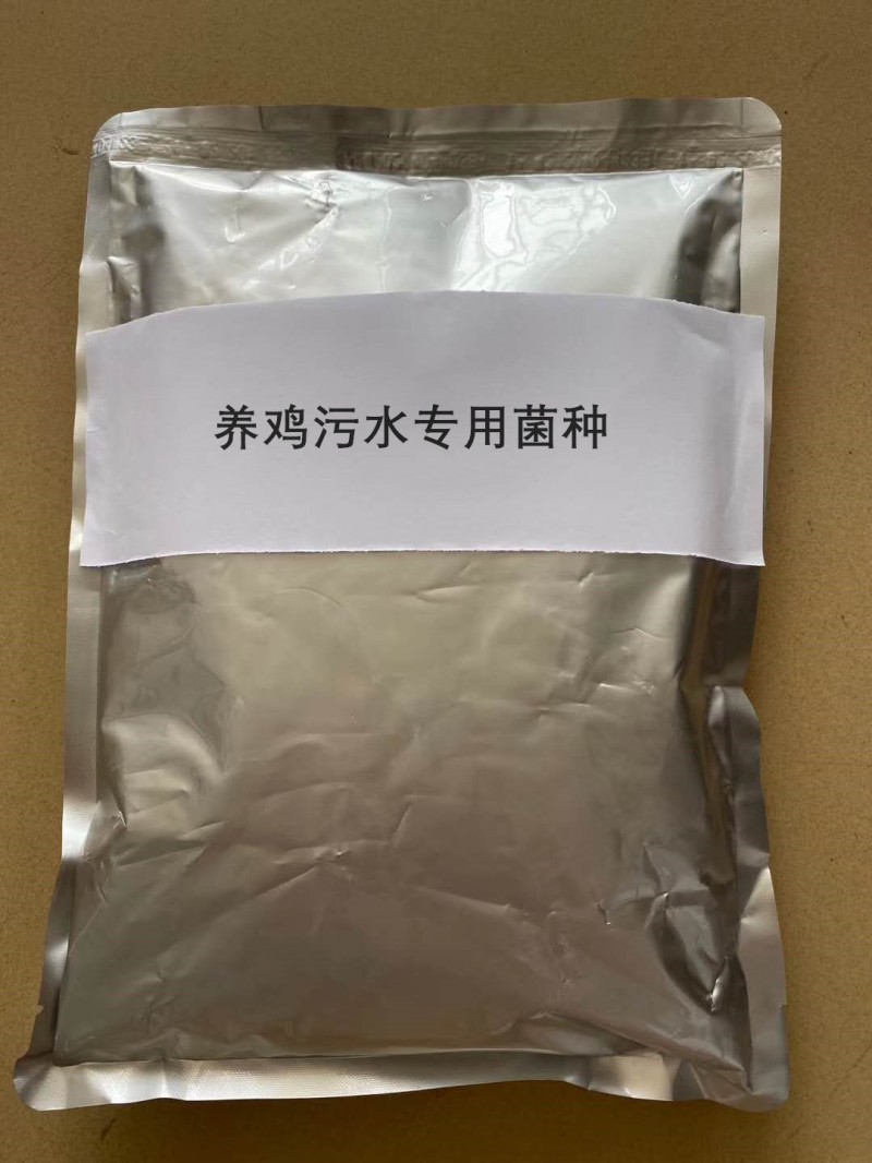養雞污水專用菌種的特點詳解