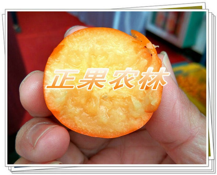 新產融安脆蜜金桔苗原產地當天發貨全國包郵