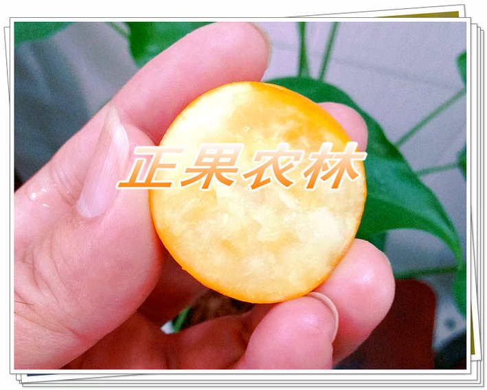 正宗融安滑皮金桔苗原產地新產上市當天發貨全國包郵